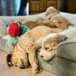 1eed793a-8587-4e97-96fe-238de565e4b8