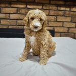 2c29e47b-9ddd-4955-8d50-38a7205433a0