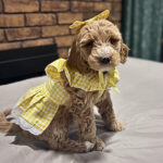 2f867bb3-957f-4027-9051-77827e4a82aa