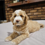 51164a0e-d5f2-483e-9a6f-148f36c66cab