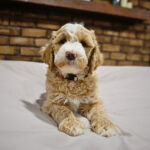 70a0acd6-1583-4234-b5a8-2646df140803