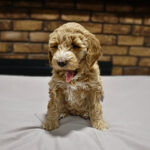 7bf6e677-b37f-4cdb-9a3b-03590b52c2c2