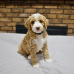 7c69c123-937b-44d6-966b-c410f7d27274