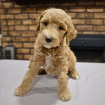 92ff0890-33b3-4dd3-96af-29f2357dcbdf