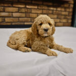 967b80aa-621a-4b14-aba7-e6d0bf23b201