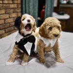 a455af29-9d78-453f-9ede-015095d3c1e8