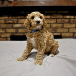 aa062d43-f71b-4ec9-ac9d-dde147423823