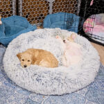 bbaa1d32-7298-45d8-832d-e966b9c7ab54