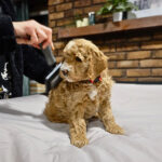 cae390fa-c7ff-4011-8a65-1ecf8527960b