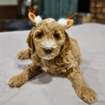 ce0983a3-bcf2-453a-b273-181edd76f515