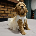 ce7e4999-663b-495e-a81b-680e2d12db05