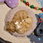 ddca6e12-a97f-4915-a5c3-2d12c6b0c99d