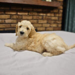 e4bfe915-b271-44fa-8ebe-c60d407e90c5