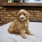 fe48d3e2-defd-4a66-8fd3-629ab77caa80