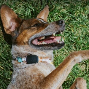 FI Collar (included with puppy)